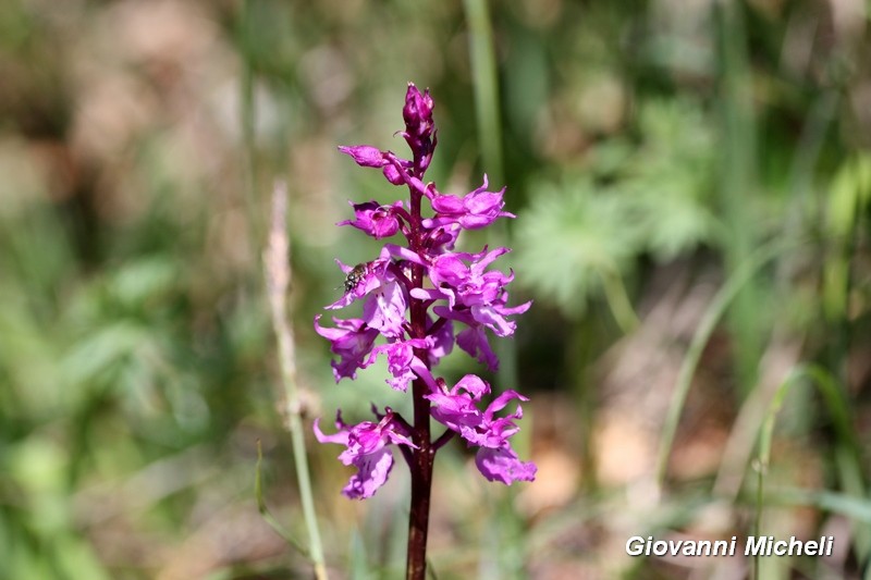 Orchis mascula